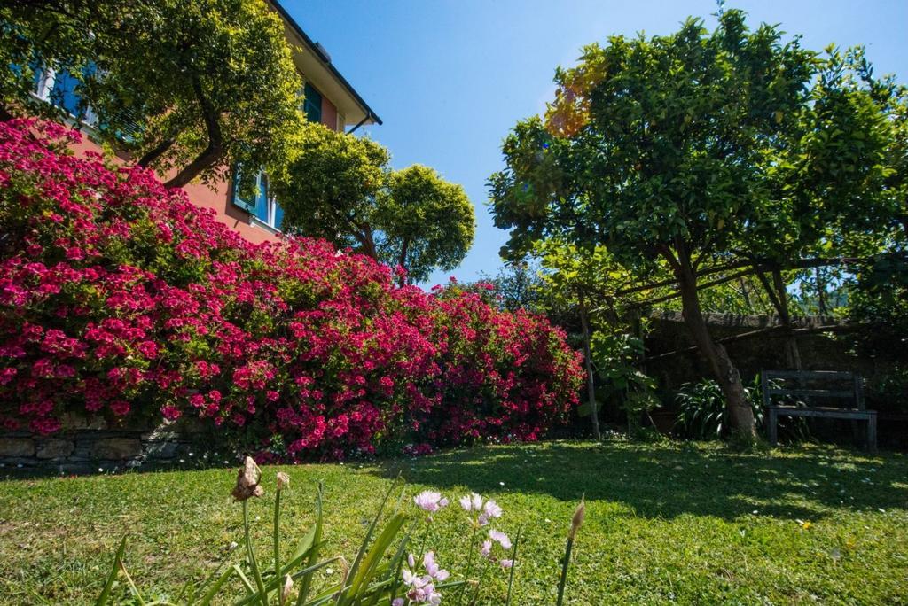 Le Clementine B&B Camogli Exteriör bild